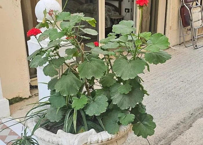 Appartement Dr House Golem (Tirana)